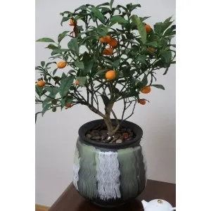 product-300-300